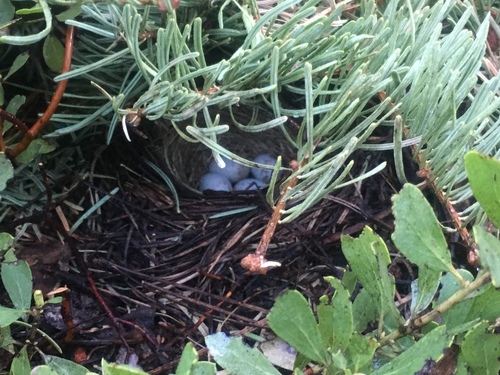 iNaturalist observation photo of Dark-eyed Junco