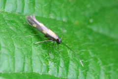 Euspilapteryx auroguttella