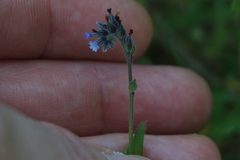 Myosotis discolor