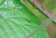 Euspilapteryx auroguttella