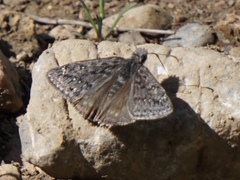 Erynnis telemachus