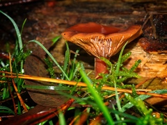 Lactarius eucalypti