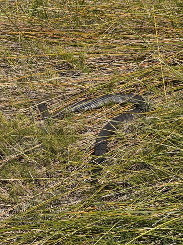 Tiger Snake sighting