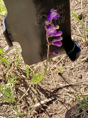 Penstemon neomexicanus
