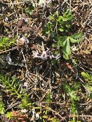 Masonhalea richardsonii