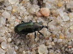 Aulacobaris coerulescens