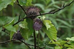Cirsium kamtschaticum