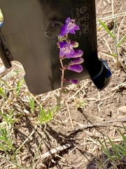 Penstemon neomexicanus