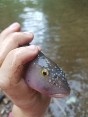 Nocomis platyrhynchus