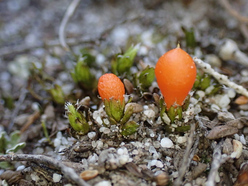 Pleurophascaceae