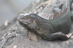 Iguana iguana