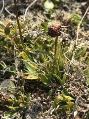 Tofieldia coccinea
