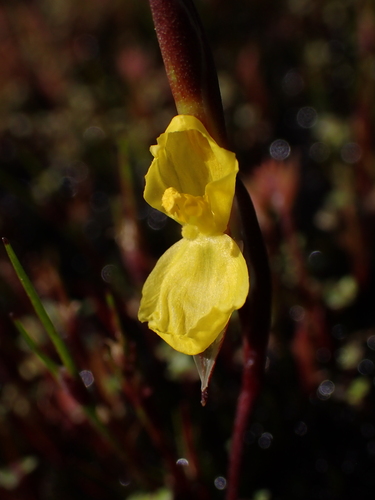 Philydrella pygmaea (Philydrella pygmaea)