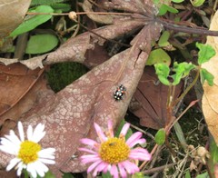 Eriopis punicola