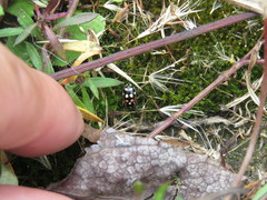 Eriopis punicola