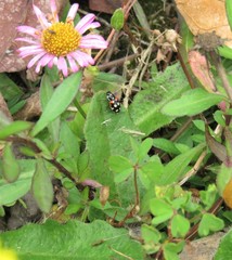 Eriopis punicola