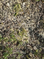Tofieldia coccinea