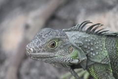 Iguana iguana