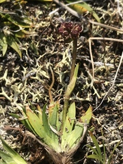 Tofieldia coccinea