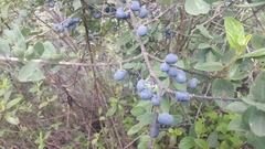 Forestiera phillyreoides