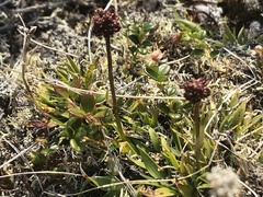 Tofieldia coccinea