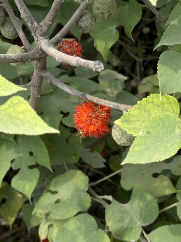 Paper mulberry