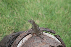 Anolis cristatellus