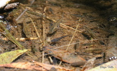 Cnesterodon decemmaculatus