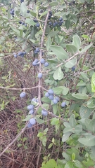 Forestiera phillyreoides