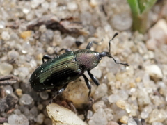 Aulacobaris coerulescens