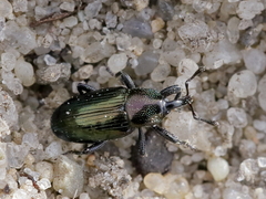 Aulacobaris coerulescens