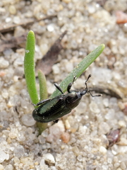 Aulacobaris coerulescens