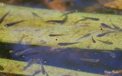 Phalloceros caudimaculatus