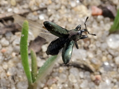 Aulacobaris coerulescens