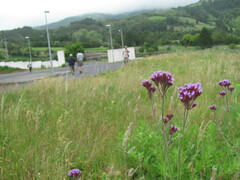 Argentinisches Eisenkraut (Verbena bonariensis): Herkunft und Verwendung — Foto 3