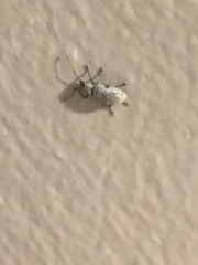 Cyphicerini