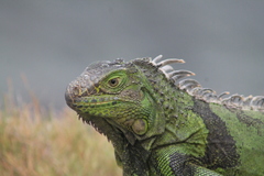 Iguana iguana