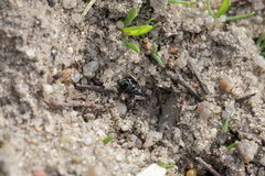 Aulacobaris coerulescens