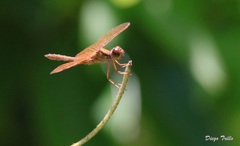 Perithemis icteroptera