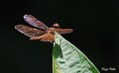 Perithemis icteroptera