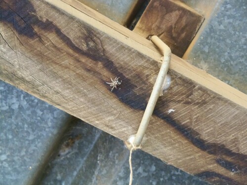 Half-edged Wall Jumping Spider