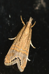 Euchromius ocellea