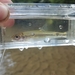 Miniellus scabriceps - Photo (c) nv_multispeciesfishing, osa oikeuksista pidätetään (CC BY-NC), lähettänyt nv_multispeciesfishing