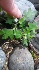 Nemophila parviflora