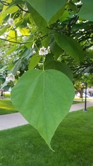 Catalpa speciosa