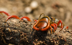 Scolopendra sumichrasti
