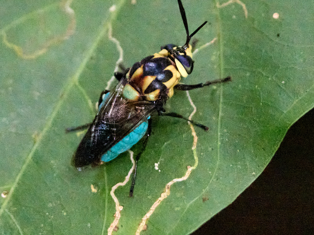Zuerchermyia bequaerti