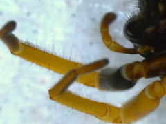 Trachelopachys gracilis