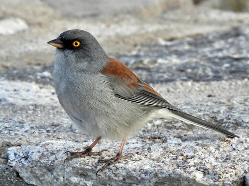 Yellow-eyed Junco