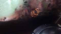 Dendrobates leucomelas